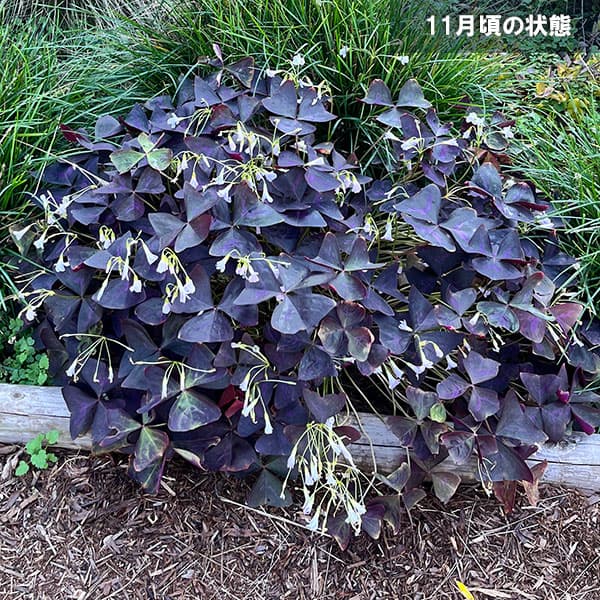 [26年3月中下旬予約]オキザリス（はなかたばみ）：紫の舞 5球入り