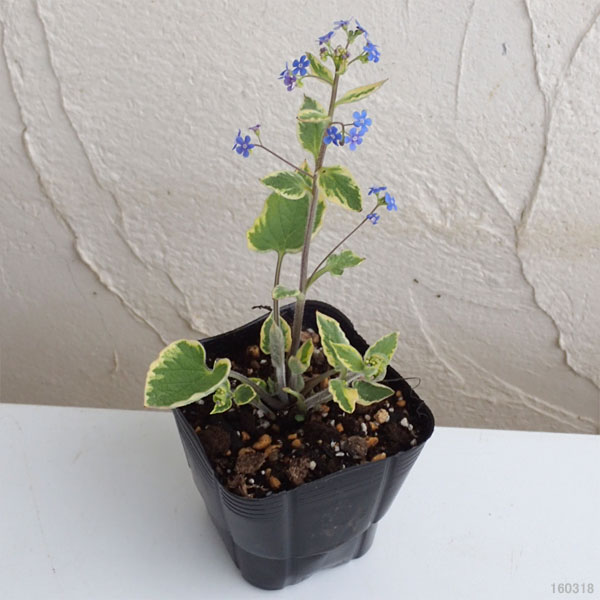 ブルンネラ：マクロフィラ ハドスペンクリーム3.5号ポット2株セット