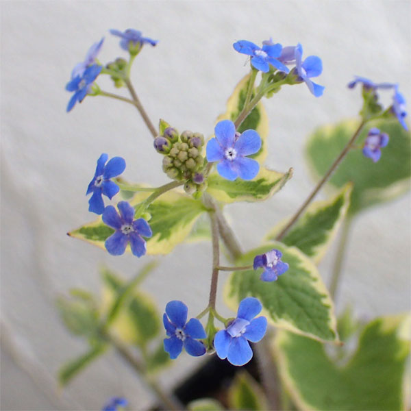 ブルンネラ：マクロフィラ ハドスペンクリーム3.5号ポット2株セット