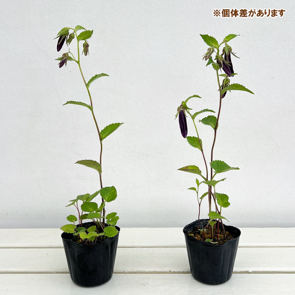 ホタルブクロ:青花3号ポット 2株セット