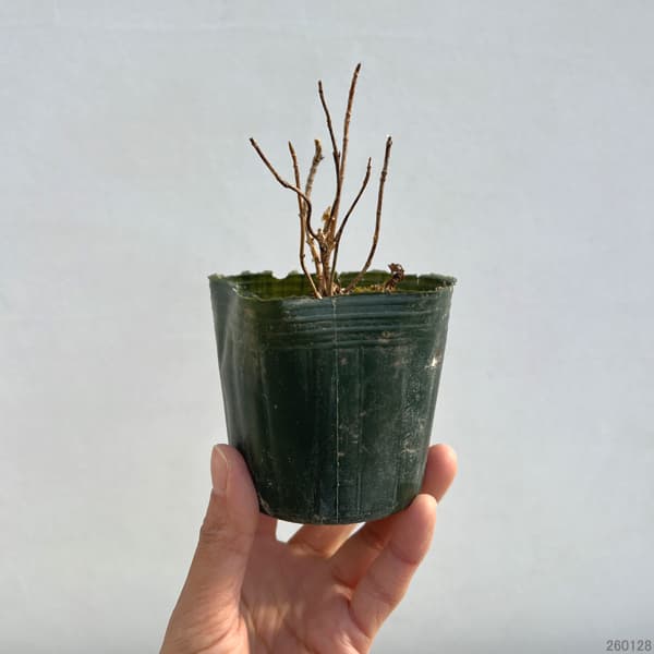 ヤマアジサイ：ハクチョウ（白鳥）3～3.5号ポット