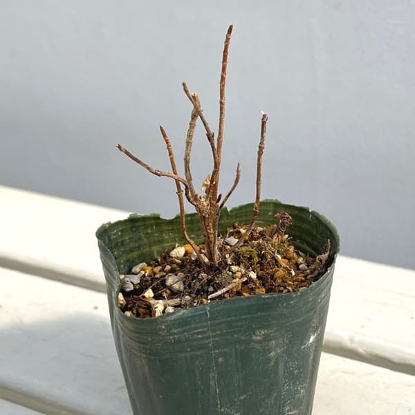 ヤマアジサイ：ハクチョウ（白鳥）3～3.5号ポット