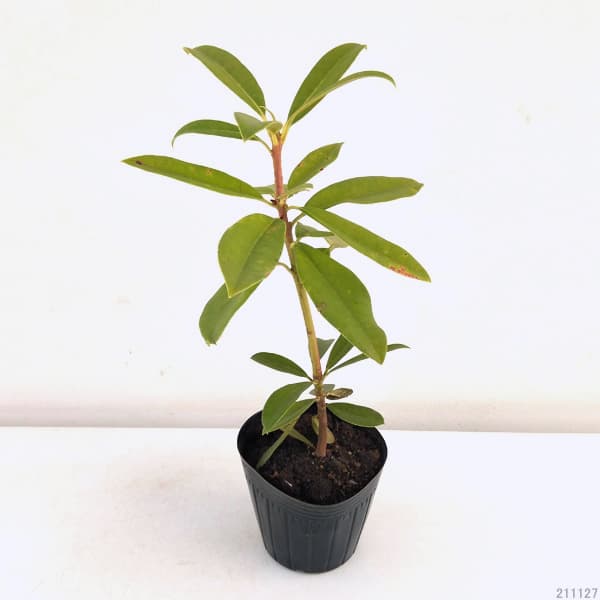 西洋シャクナゲ：太陽（たいよう）4号ポット