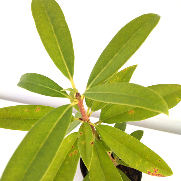 西洋シャクナゲ：太陽（たいよう）4号ポット