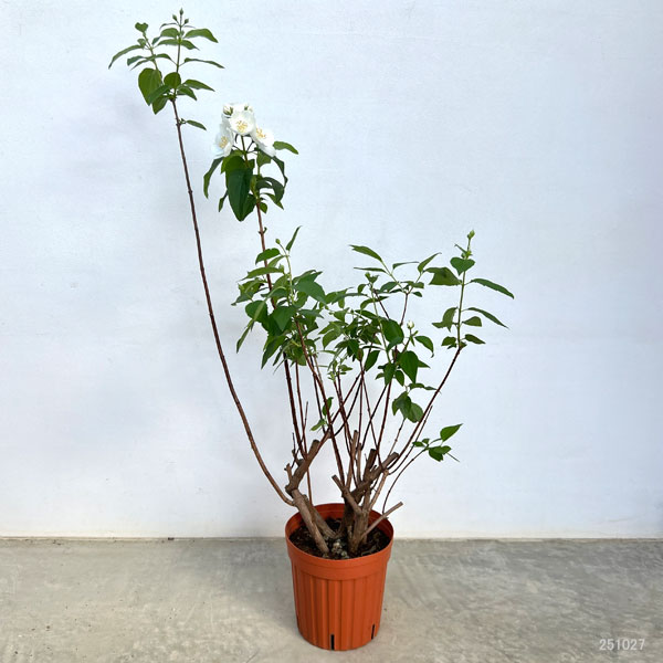 バイカウツギ（梅花ウツギ）：白花6号ポット