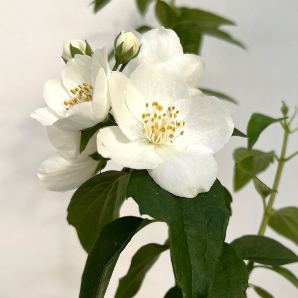 バイカウツギ（梅花ウツギ）：白花6号ポット