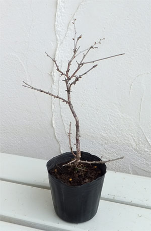 桜(サクラ):富士桜(豆桜)3号ポット樹高25cm