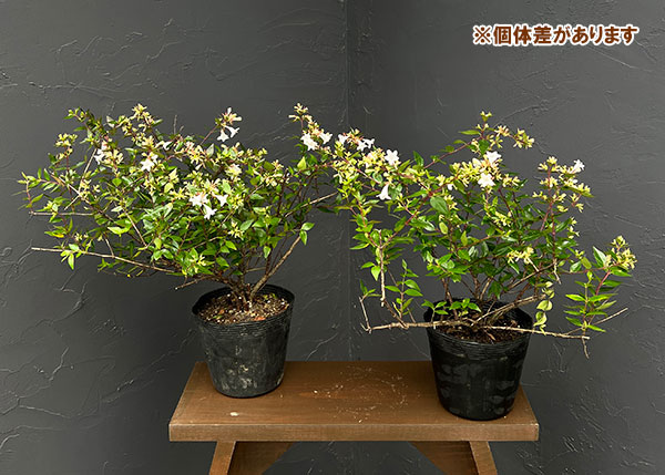 アベリア:グランディフローラ(緑葉白花)5号ポット