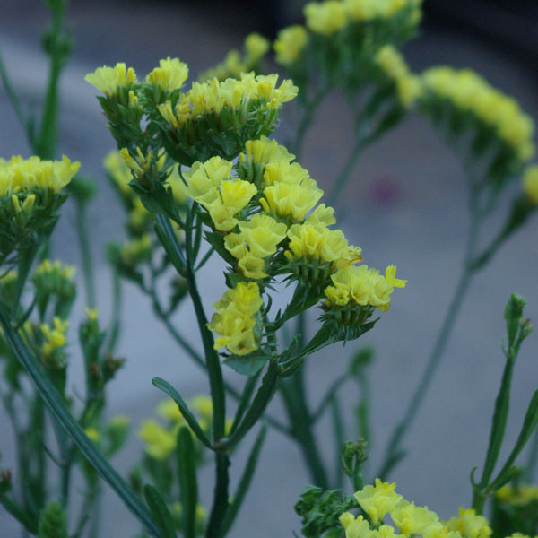 [送料無料]スターチス：シヌアータおまかせ花色ミックス3号ポット28株セット