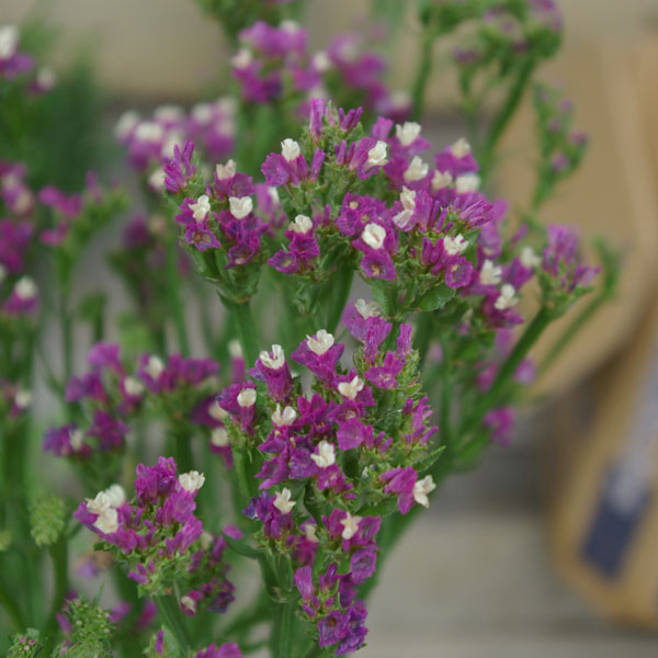 [送料無料]スターチス：シヌアータおまかせ花色ミックス3号ポット28株セット