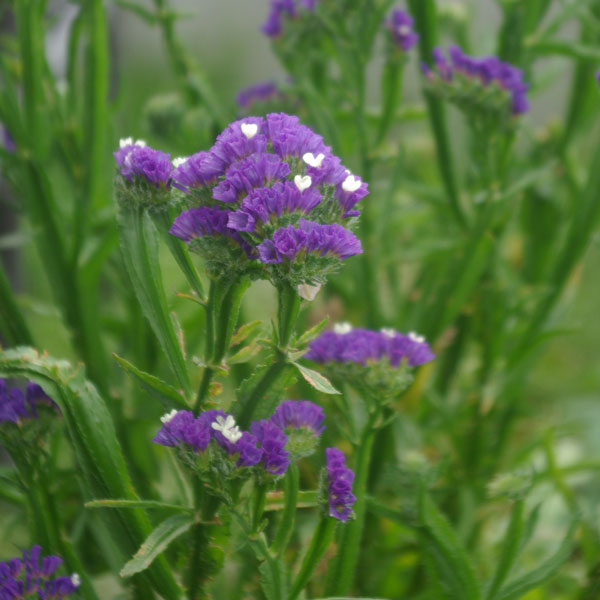 [送料無料]スターチス：シヌアータおまかせ花色ミックス3号ポット28株セット