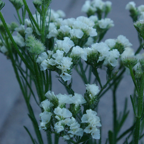 [送料無料]スターチス：シヌアータおまかせ花色ミックス3号ポット28株セット