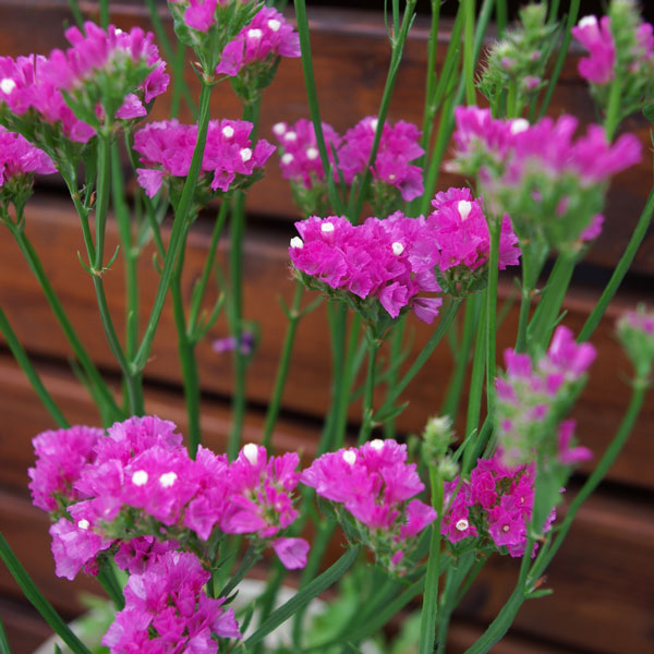 [送料無料]スターチス：シヌアータおまかせ花色ミックス3号ポット28株セット