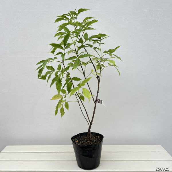 西洋ニワトコ(エルダーフラワー):オーレア(黄金葉)5号ポット