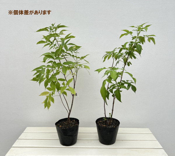 西洋ニワトコ(エルダーフラワー):オーレア(黄金葉)5号ポット