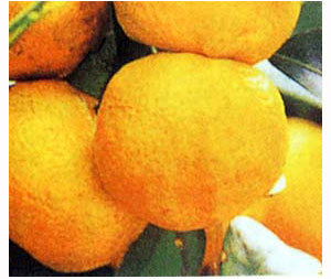 シークワーサー：種無し5号ポット