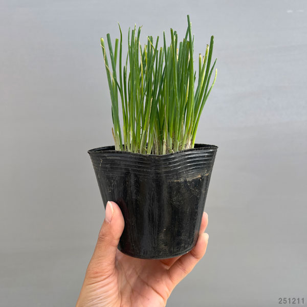ネギ：小夏（こなつ）3-3.5号ポット