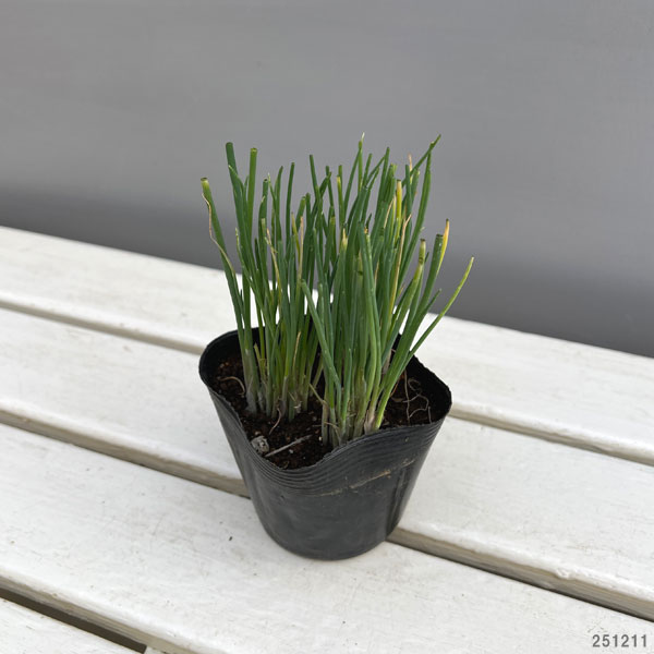 ネギ：小夏（こなつ）3-3.5号ポット