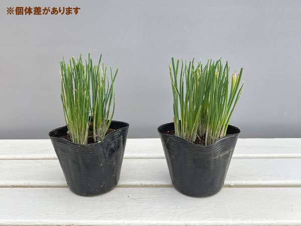 ネギ：小夏（こなつ）3-3.5号ポット