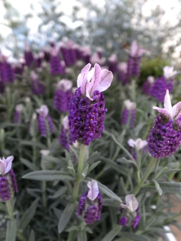フレンチラベンダー：南の星3号ポット20株セット の通販 | 園芸ネット 
