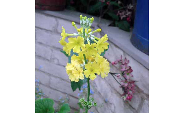 クリンソウ：黄花3号ポット