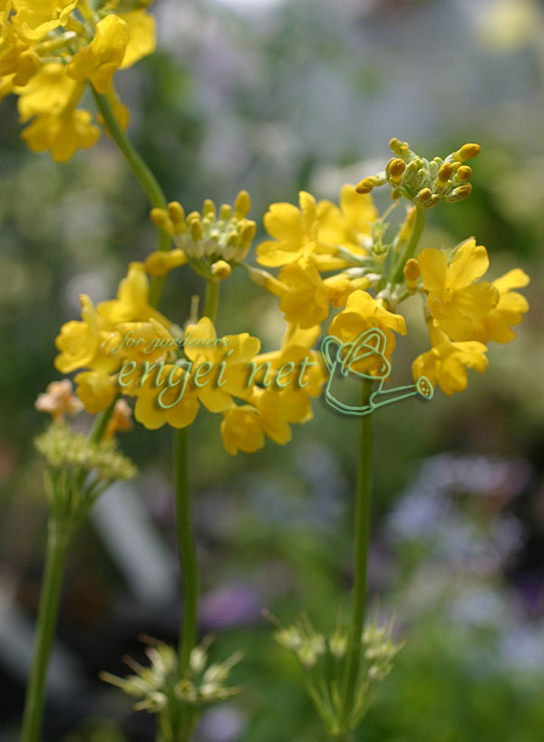 クリンソウ：黄花3号ポット