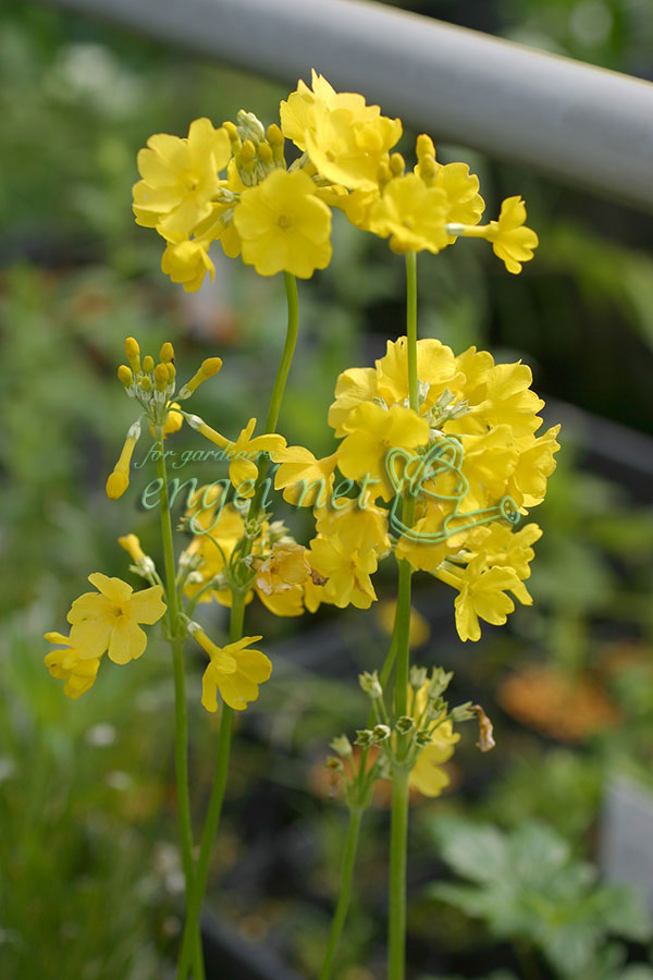 クリンソウ：黄花3号ポット