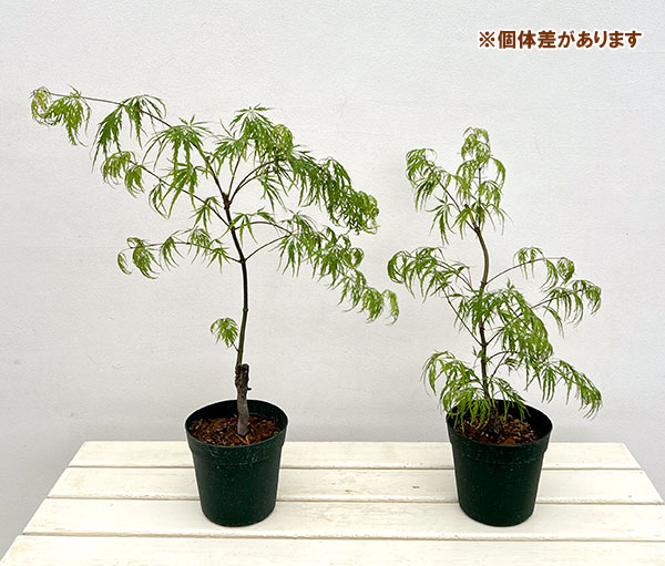 モミジ（カエデ）：青枝垂れ（アオシダレ）5号ポット
