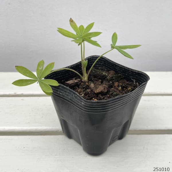 宿根ルピナス:ピンク(ローズ)3.5号ポット 6株セット