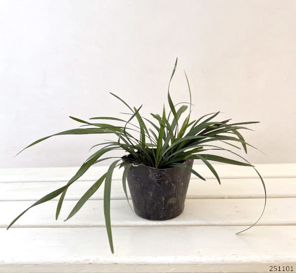 [送料無料]ヤブラン（リリオペ）：緑葉（青葉） 3.5号ポット 12株セット