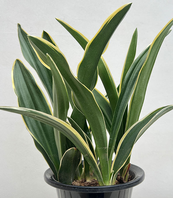 オモト（万年青）：都の城（ミヤコノジョウ）5.5号鉢植え
