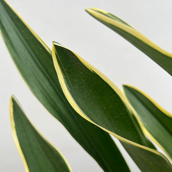 オモト（万年青）：都の城（ミヤコノジョウ）5.5号鉢植え