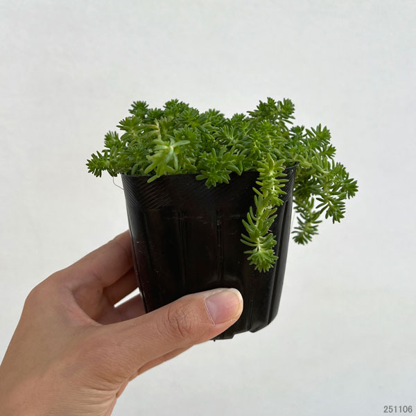 セダム:モリムラマンネングサ3号ポット6株セット