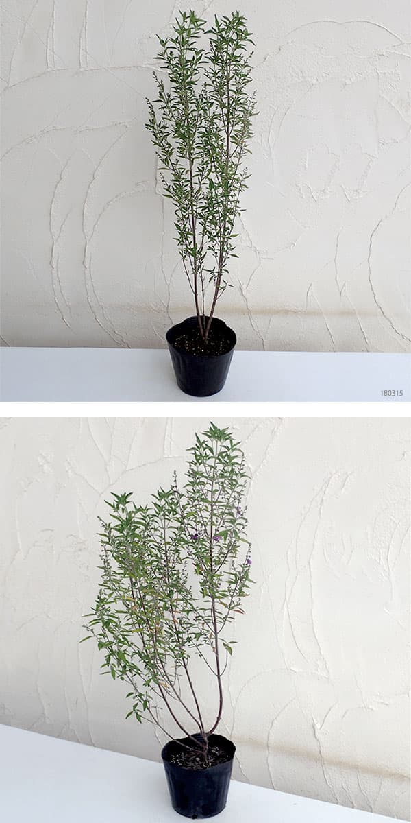 ミントブッシュ(プロスタンテラ)5号鉢入り