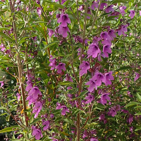 ミントブッシュ(プロスタンテラ)5号鉢入り