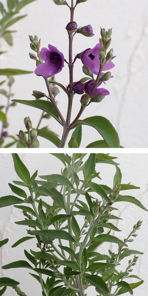 ミントブッシュ(プロスタンテラ)5号鉢入り