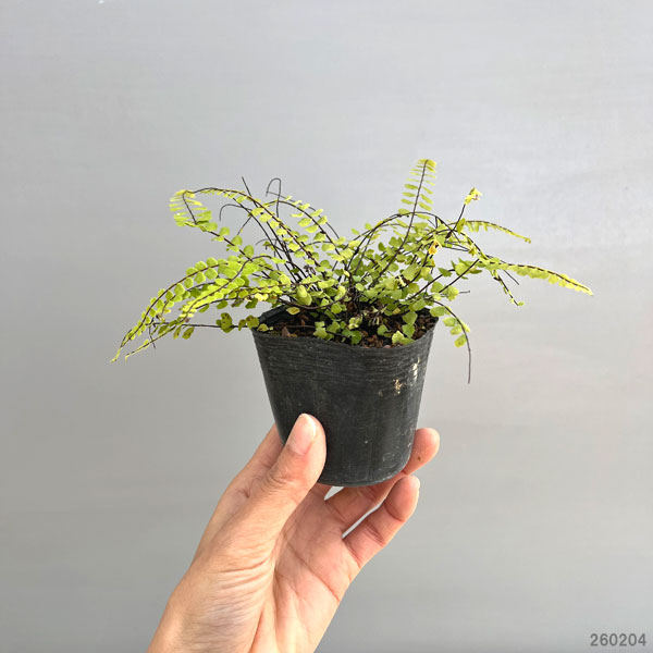 シダ：チャセンシダ2.5号ポット