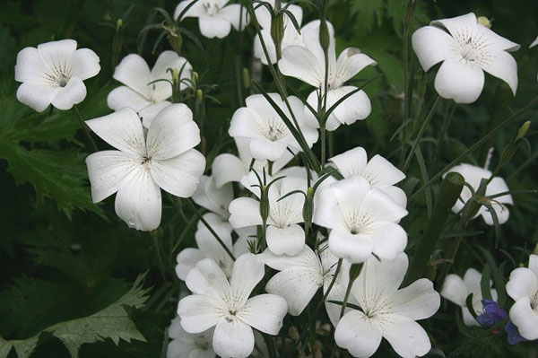 [26年2月中下旬予約]アグロステンマ：オーシャンパール3号ポット