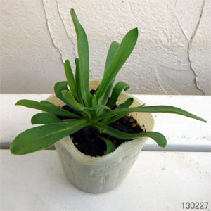 [26年2月中下旬予約]アグロステンマ：ギタゴ3号ポット