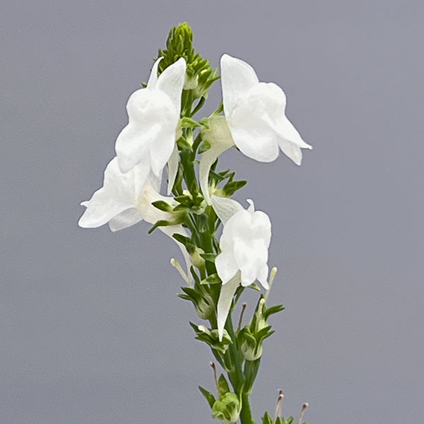 リナリア：スプリングホワイト（白花）3.5号ポット