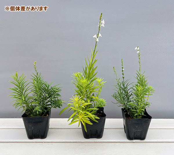 リナリア：スプリングホワイト（白花）3.5号ポット