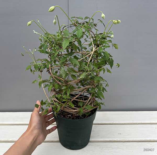 クレマチス：スプーネリー5号鉢植え（モンタナ系）