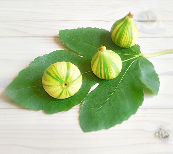 イチジク：ゼブラスィート4～5号ポット