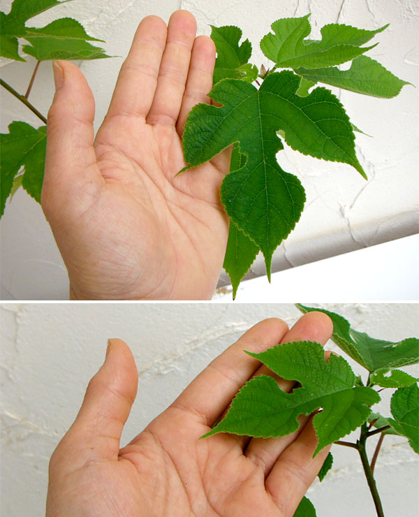 カジノキ（梶の木）3号ポット