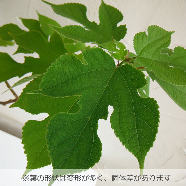 カジノキ（梶の木）3号ポット