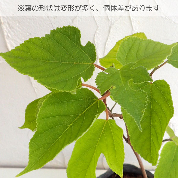 カジノキ（梶の木）3号ポット