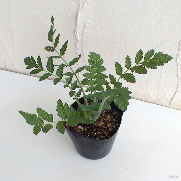 エロディウム:マネスカヴィ3.5号ポット