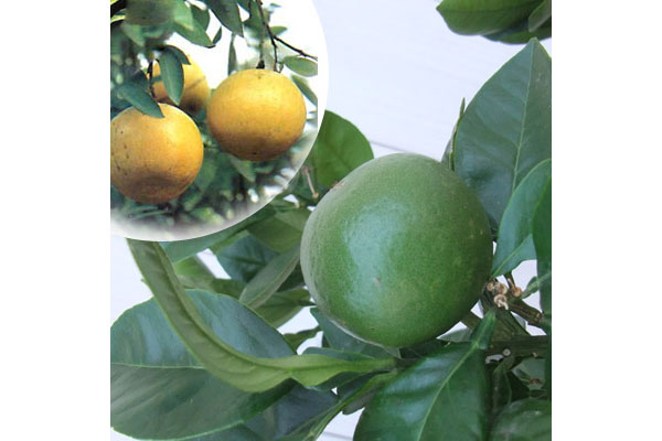 グレープフルーツ（白）8号鉢植え[実付き]