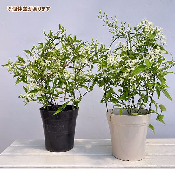 クレマチス:センニンソウ(仙人草)5号鉢植え(原種系)