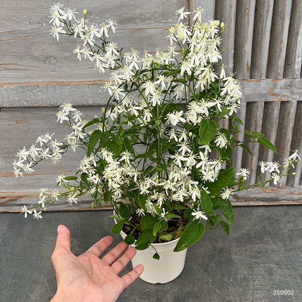 （わけあり特価）クレマチス：センニンソウ（仙人草）5号鉢植え（原種系）